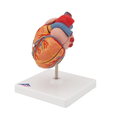 3B Scientific 2-Part Anatomical Heart Model with Left Ventricular Hypertrophy